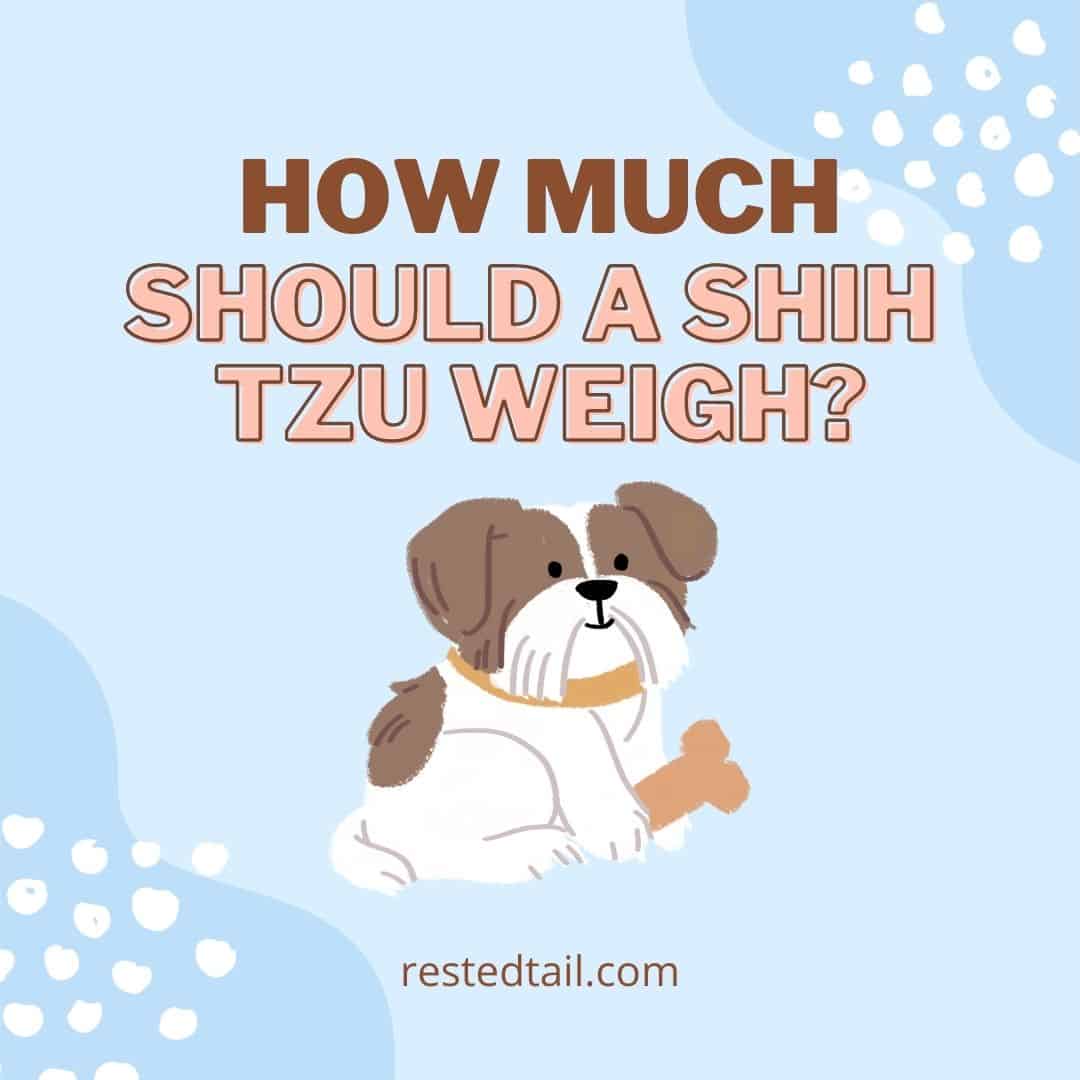 Shih Tzu weight