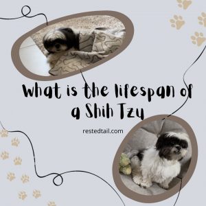 Life span of Shih Tzu