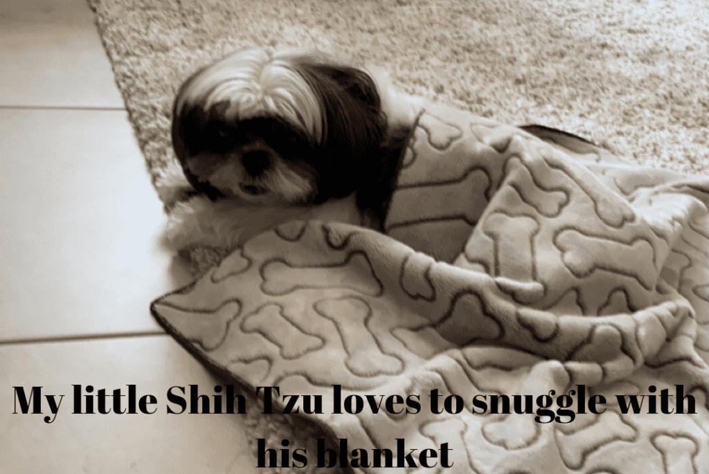 My little Shih Tzu loves to snuggle 1