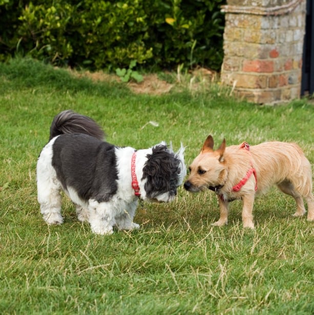 Shih Tzu playing with another dog in the park 