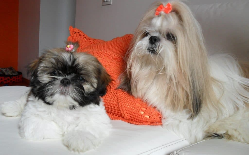 Two Shih Tzus sitting on a blanket