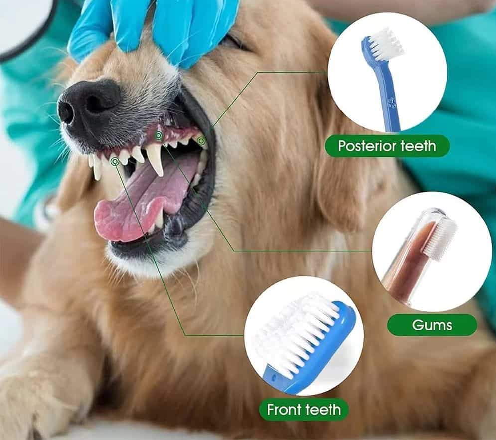 dog teeth cleaning3
