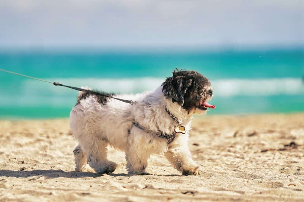 Shih Tzu exercising on beach
