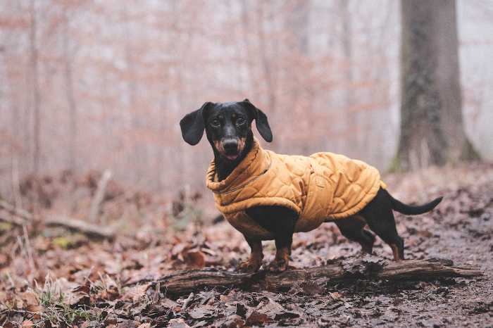 Black Dachshund wearing a vest in a park.