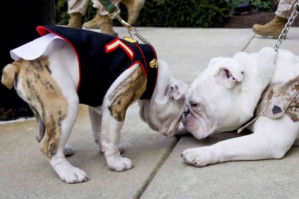Two bulldogs sniffing each other