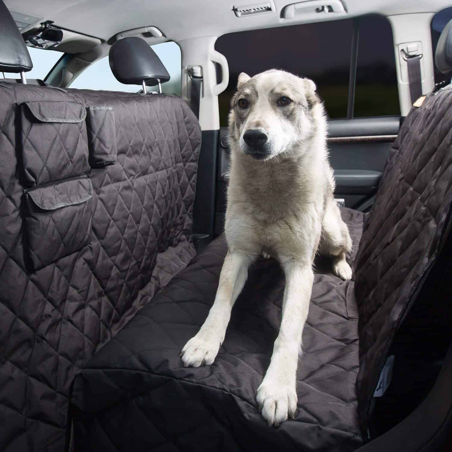 Dog sitting in the back seat on a seat cover