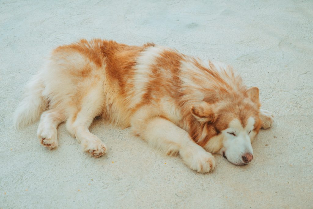 A tired brown Malamute lying on the ground