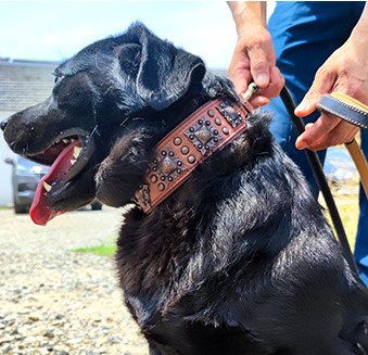 Pet Artist leather dog collar1