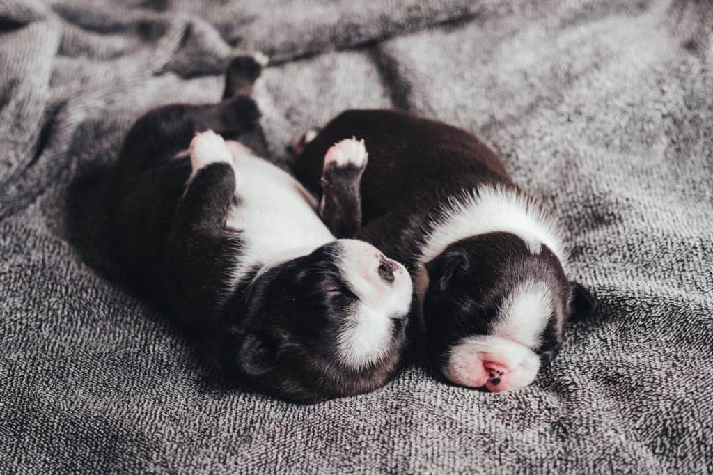 Two newborn puppies
