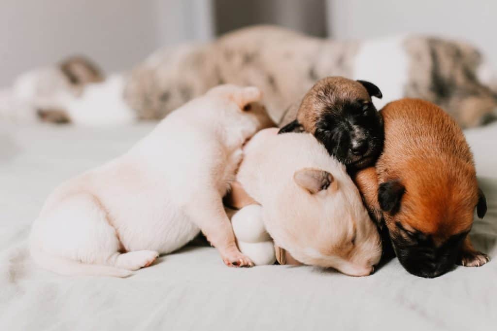 Four puppies sleeping tightly together