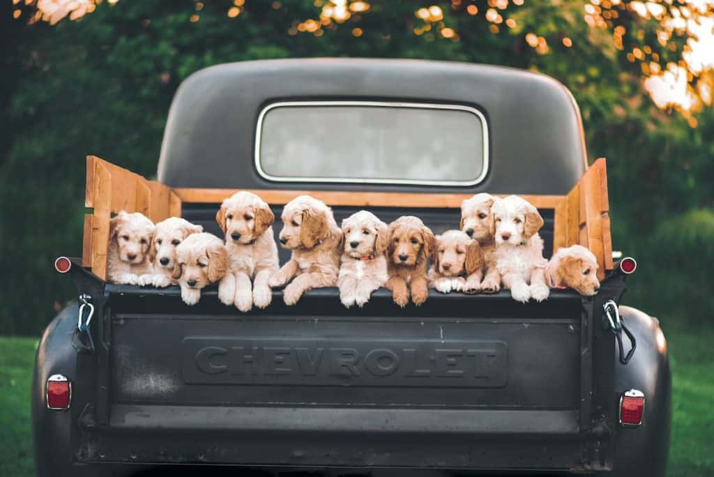 Puppies in the back of a pickup truck
