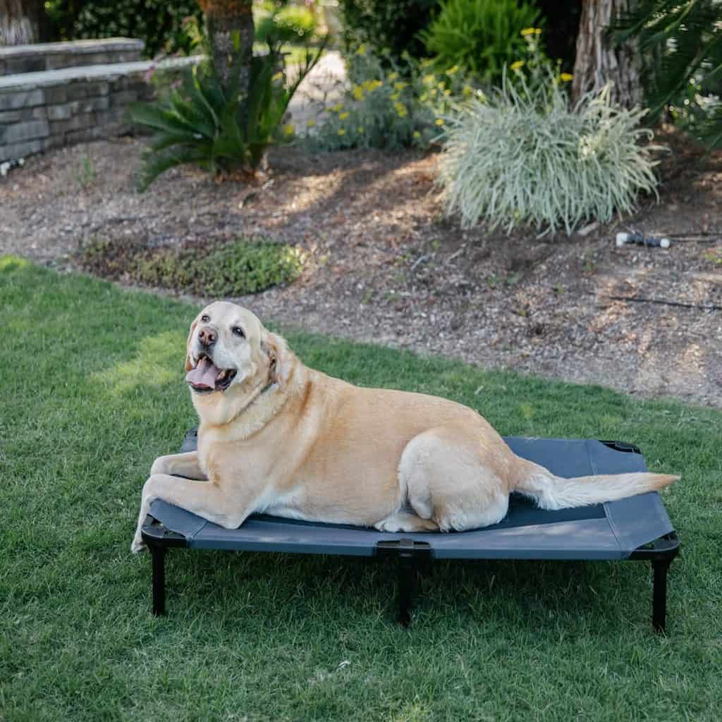 A large breed sitting on an outdoor elevated dog bed