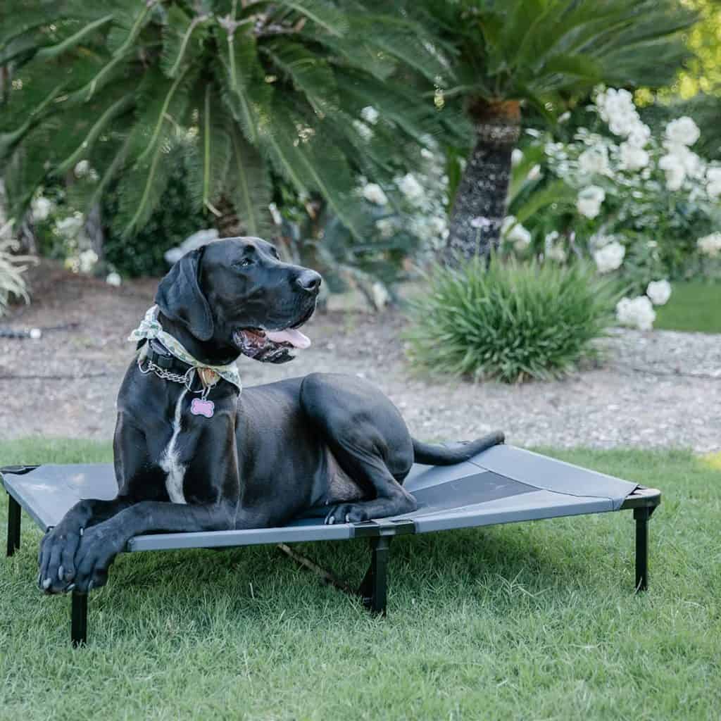 Are elevated dog beds good for dogs?