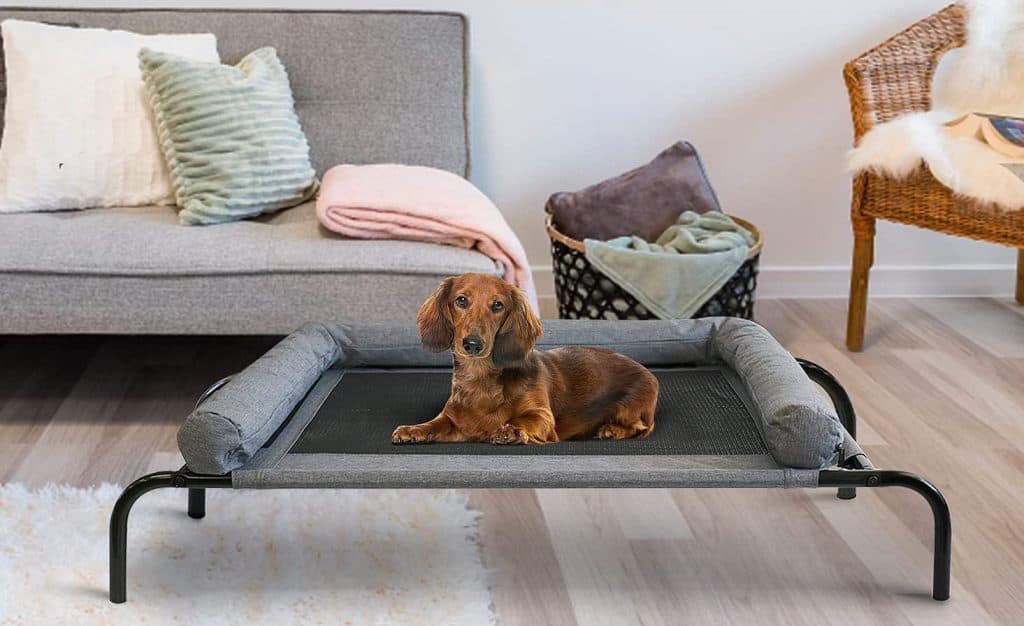 small breed sitting on a bolstered indoor elevated dog bed
